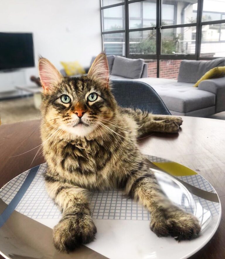 Fork and knife won’t be necessary, but I will have the napkin – for