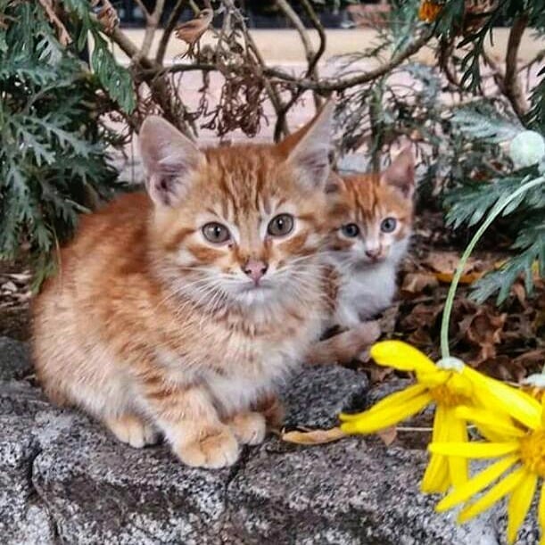 Foto di gatti dalla Turchia – dalla nostra amica Aline |