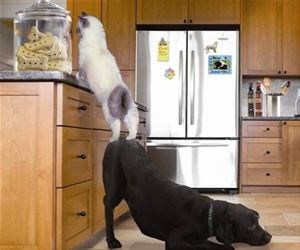 FunnyCatSite
