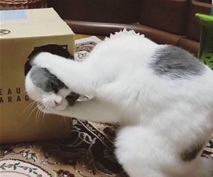 FunnyCatSite