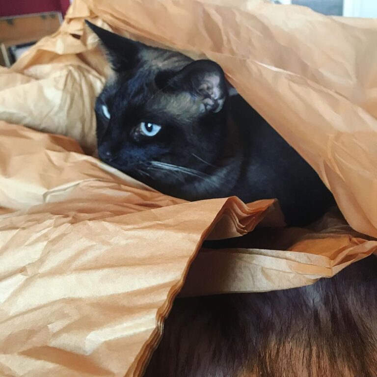 Goku’s favorite thing… well besides catnip and treats! meeting. . . .