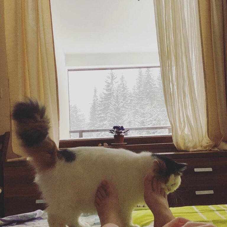 Good morning meowmmy! It’s time for meowsage . . . . . . . #кошки