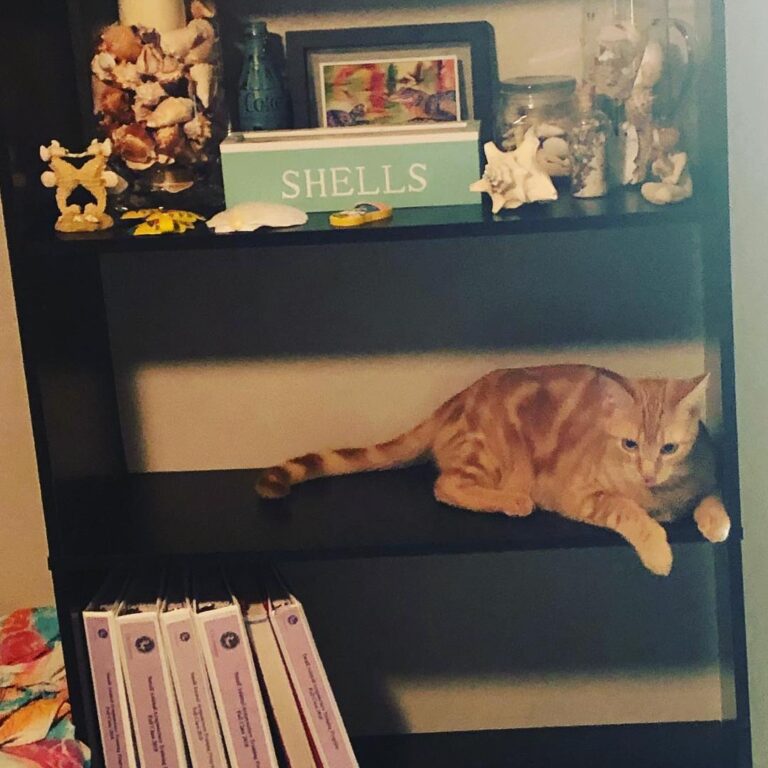 Got my new shelf in place and trying to organize. The statue almost