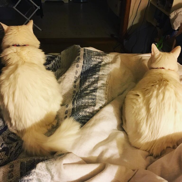 Guard cats were trying to keep me from going to work this morning