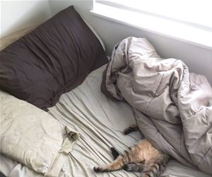 FunnyCatSite