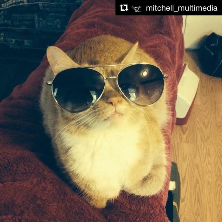 Happy 10th Adoptaversary Henry! You are one cool cat . with ・・・ Happy