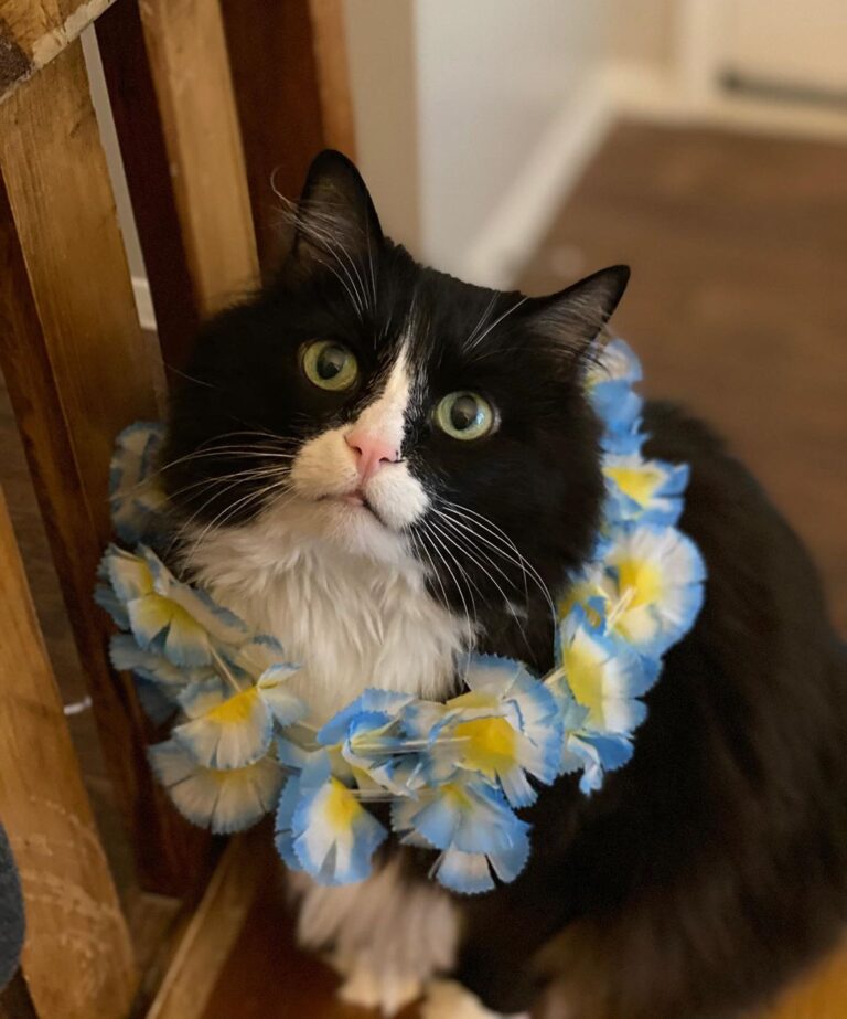 Happy Caturday!!! Anyone else impatiently waiting for summer?? • • • •