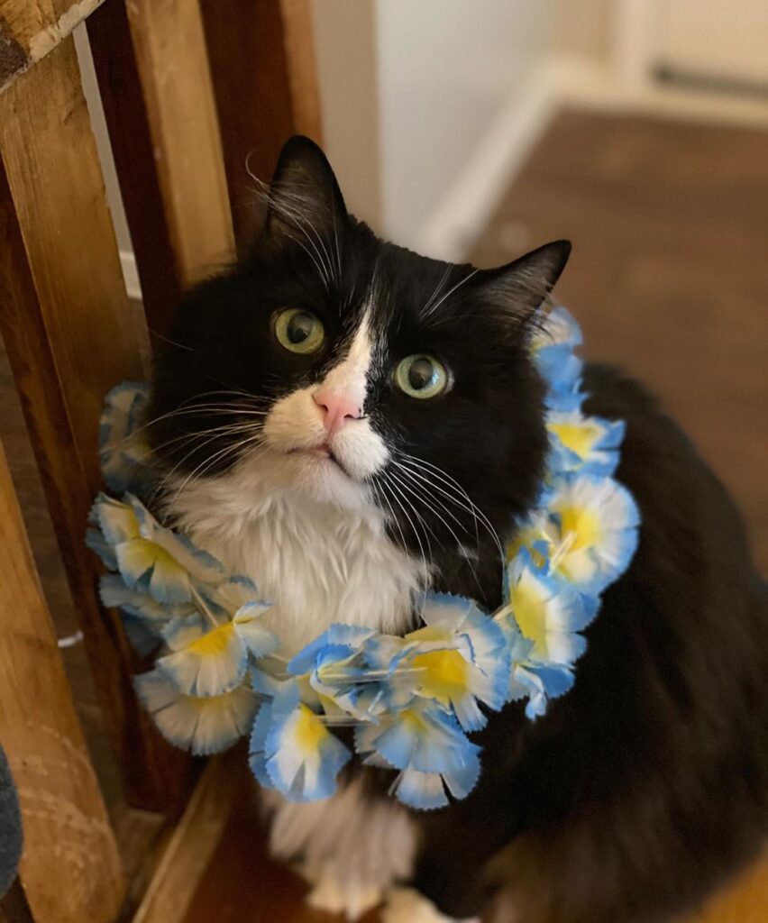 Happy Caturday!!! Anyone else impatiently waiting for summer?? • • • •