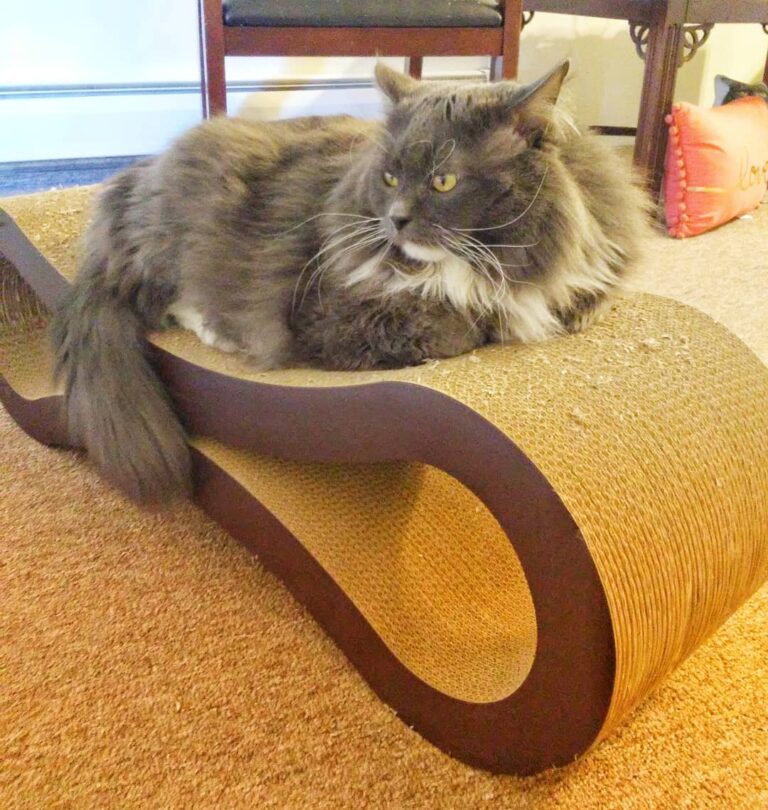Happy Caturday friends Today is a sunny cold day.