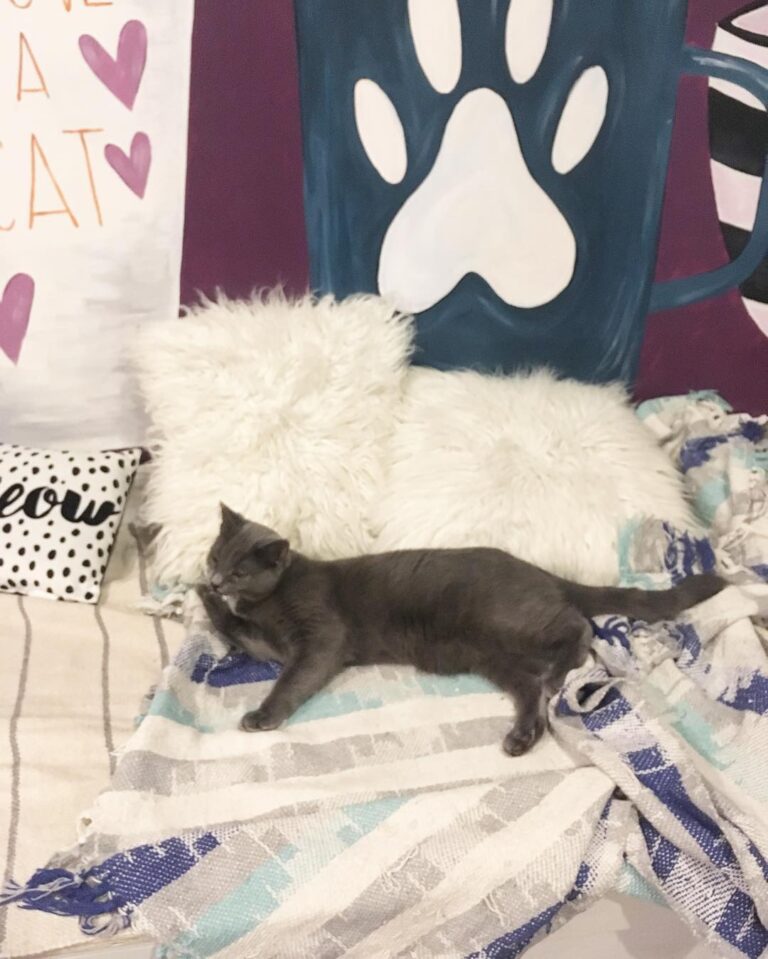 Happy Caturday from Samwell and the crew!