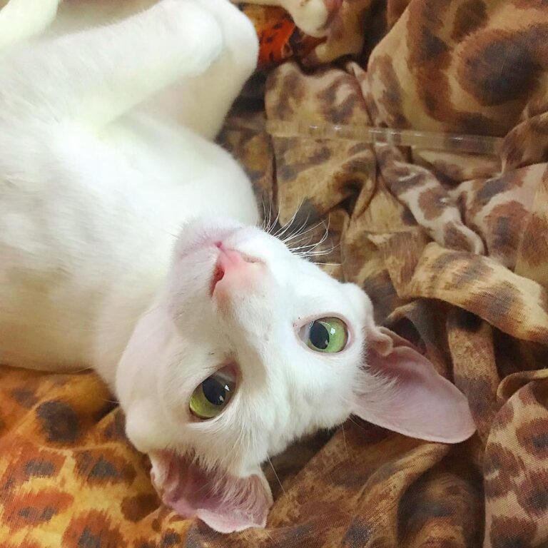 Happy – it is the best day and Meowmy is preparing for my birthday