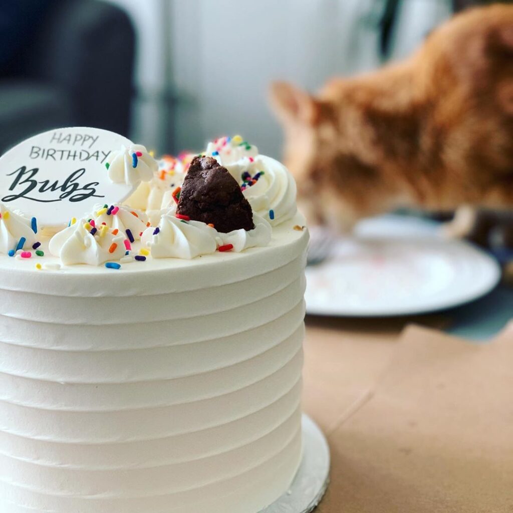 Happy birthday bubs! Sorry the cat ate your cake.