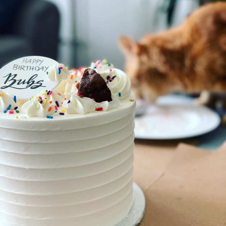 Happy birthday bubs! Sorry the cat ate your cake.