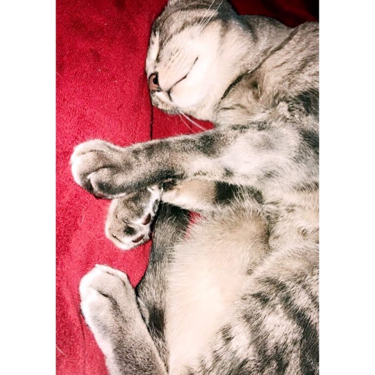 Happy ! Here’s some adorable pictures of me doing the snoozy time on