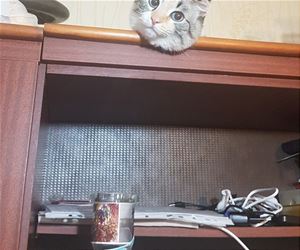 FunnyCatSite