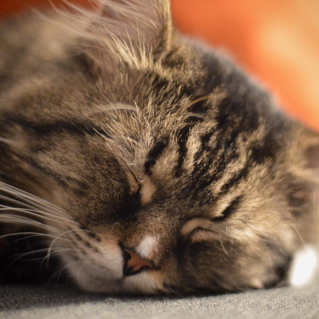 Hello I am Monte. I sleep a lot
