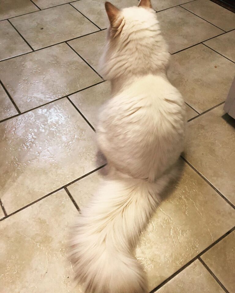 Her Highness Princess Danae in all her fluffy beauty