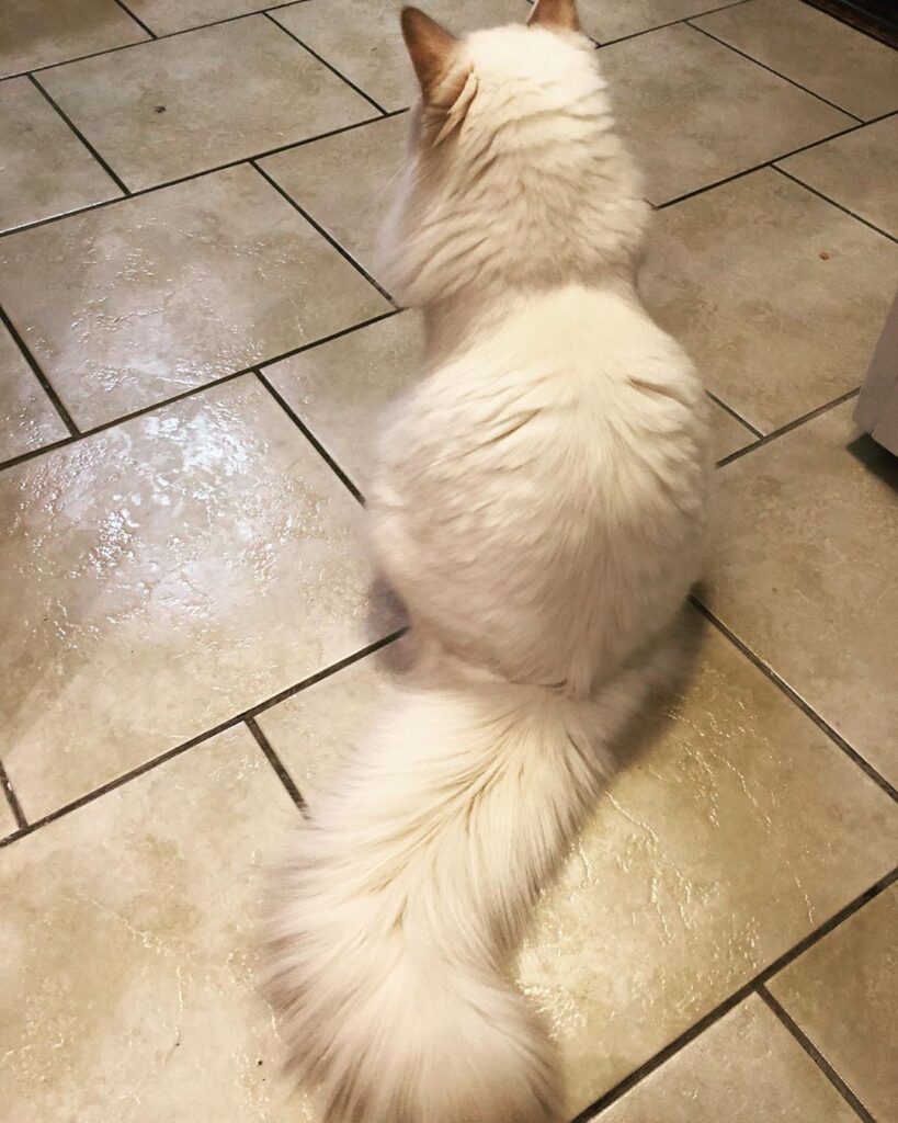 Her Highness Princess Danae in all her fluffy beauty