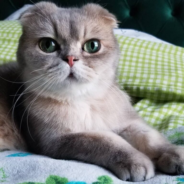 Heyyy my purrdy ladies! How you doin’ this Caturday? #