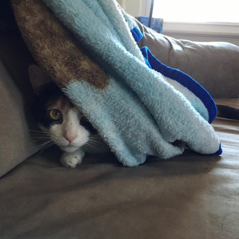 Hiding so well