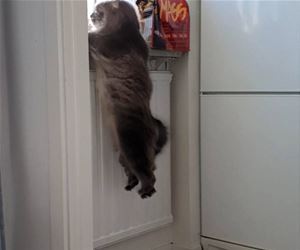 FunnyCatSite