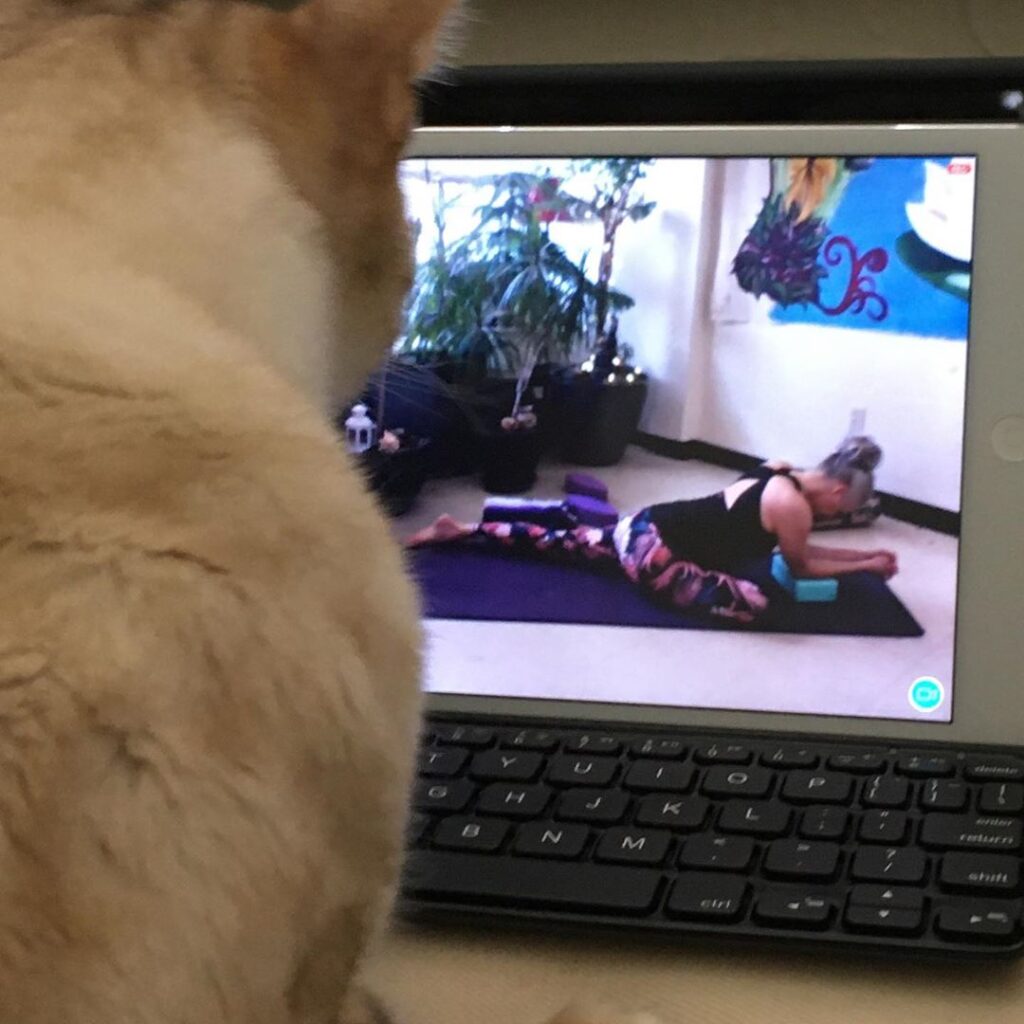 Hobbes please let us do our yoga class today.