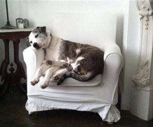 FunnyCatSite