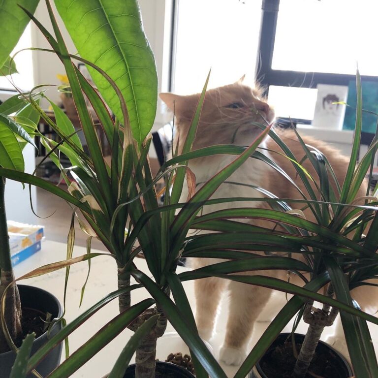 I brought some of my office plants home so they can be better taken