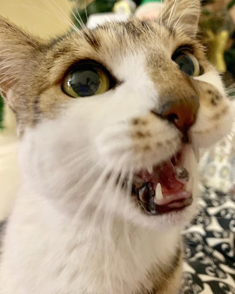 I have no teeth . I’m old.