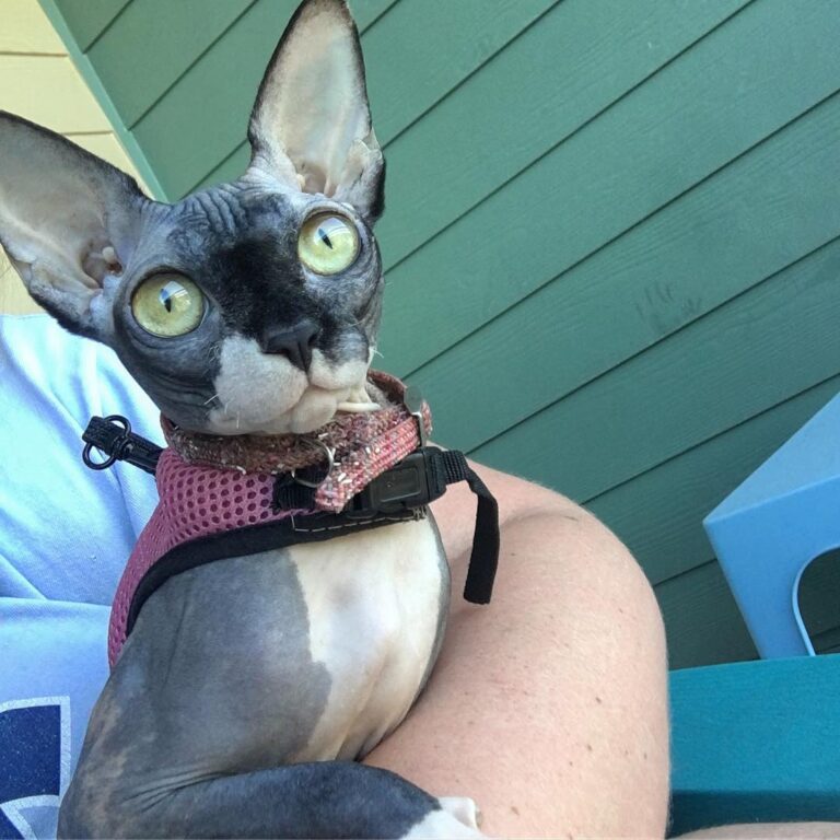 I love watching the cars outside!