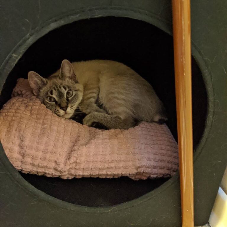 I sleep in my cube to hide from my little humans… and big humans
