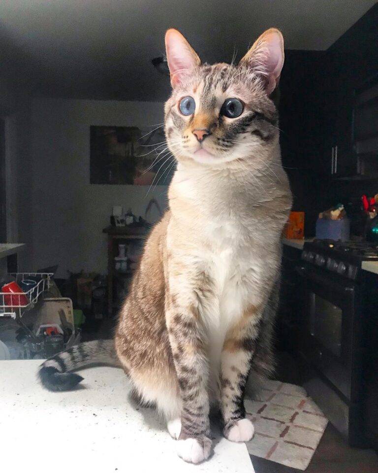 If you wanted me off the counter, why would you keep putting food up