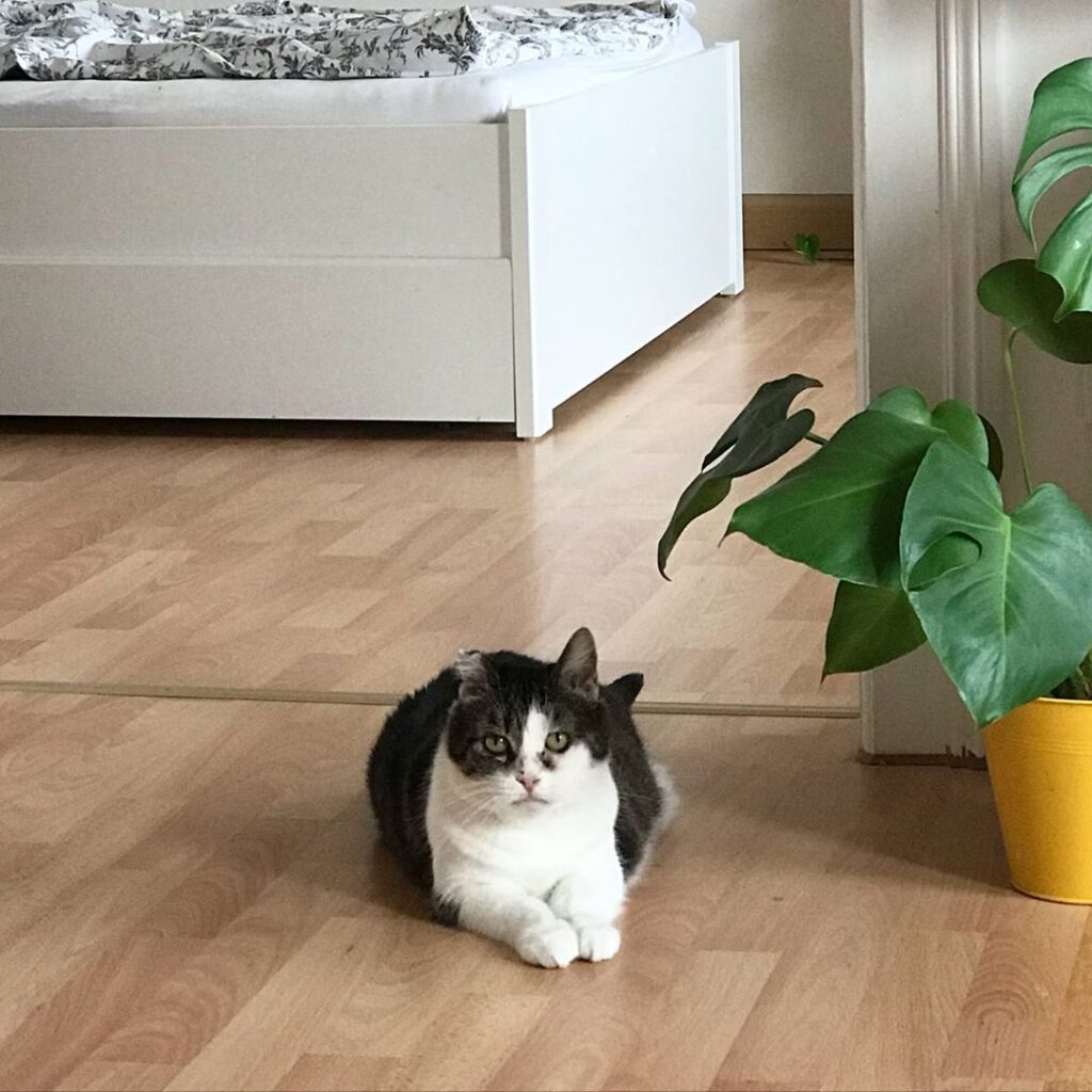 Is my dinner ready yet?