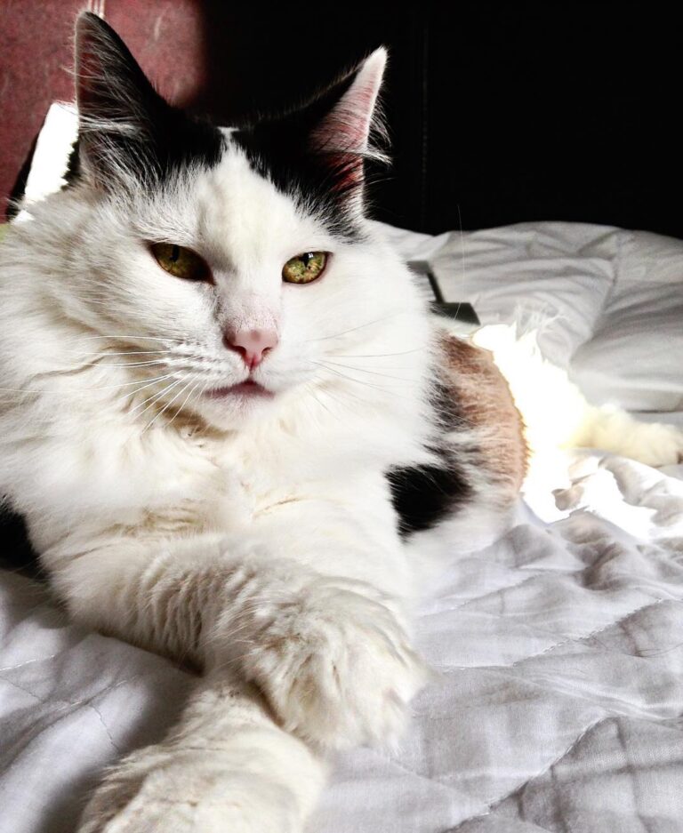 Isn’t He lovely? Happy Caturday from ours to yours! #شاهانه #سهراب