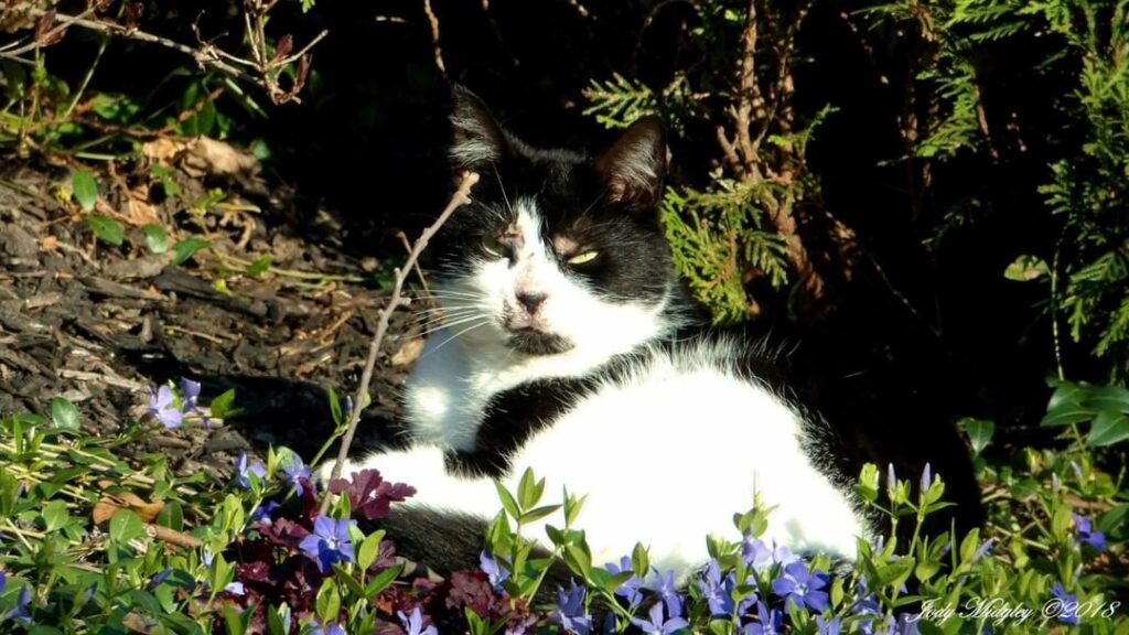 It’s Caturday! This fluffball is brought to you by Jody Midgley with