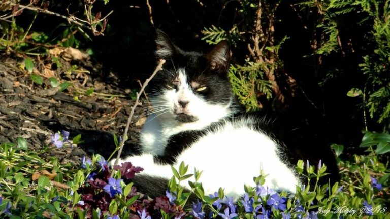 It’s Caturday! This fluffball is brought to you by Jody Midgley with