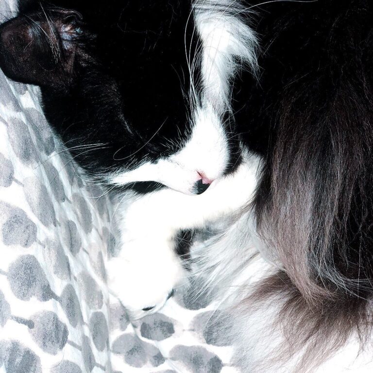 It’s Saturday, nap like a cat. . . .