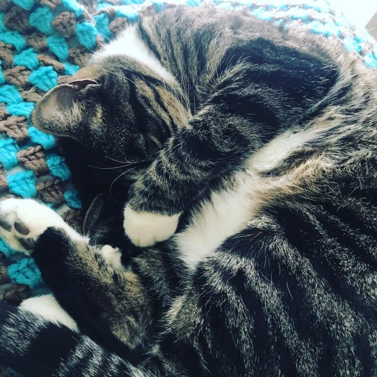 It’s a cats life