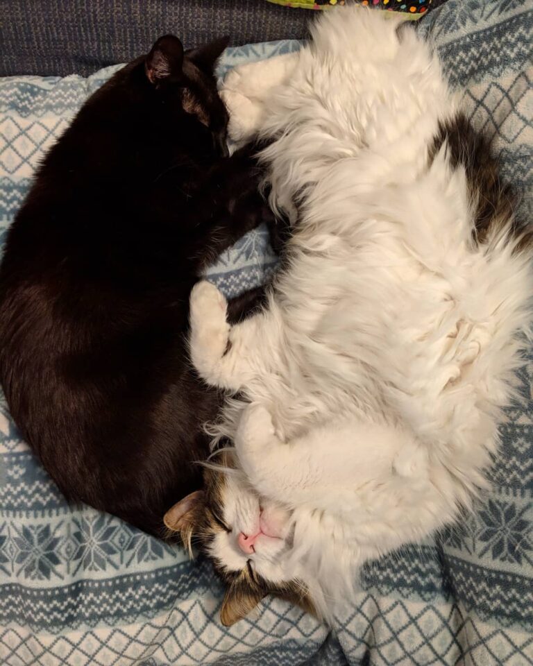It’s a rainy Caturday, so I’m just lounging with my little bro. What