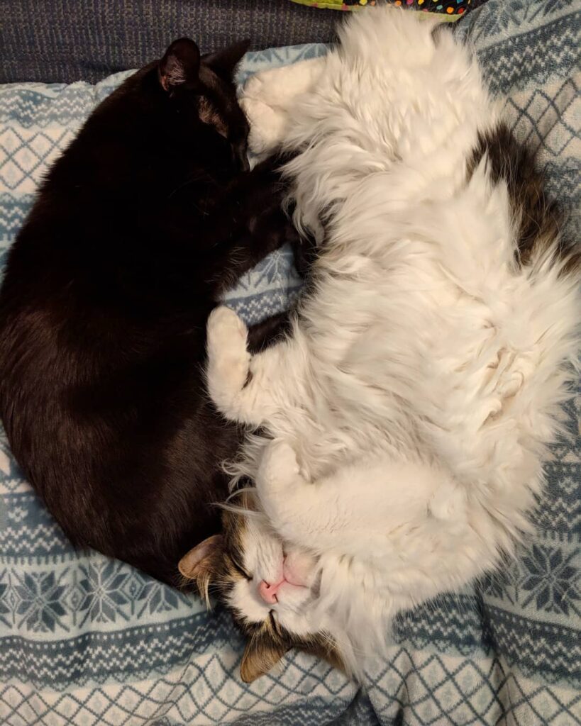 It’s a rainy Caturday, so I’m just lounging with my little bro. What