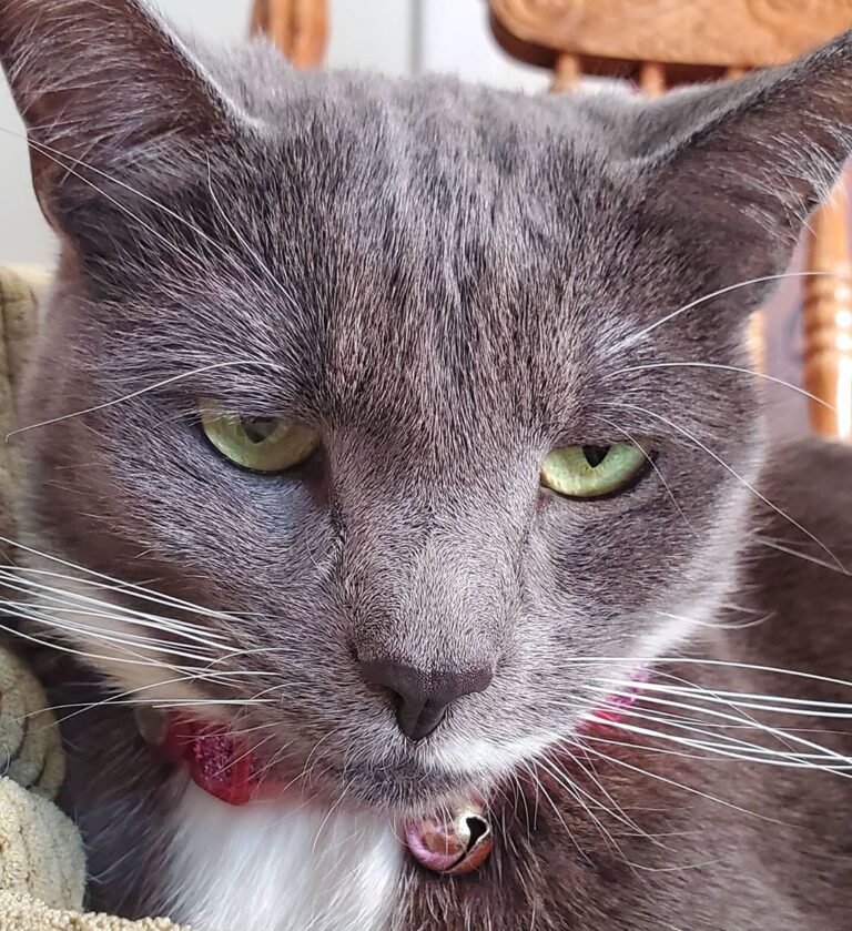 It’s another lazy Caturday