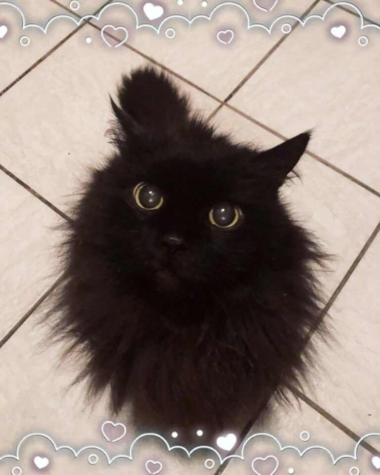 I‘m at Home and my kitten is happy about it~