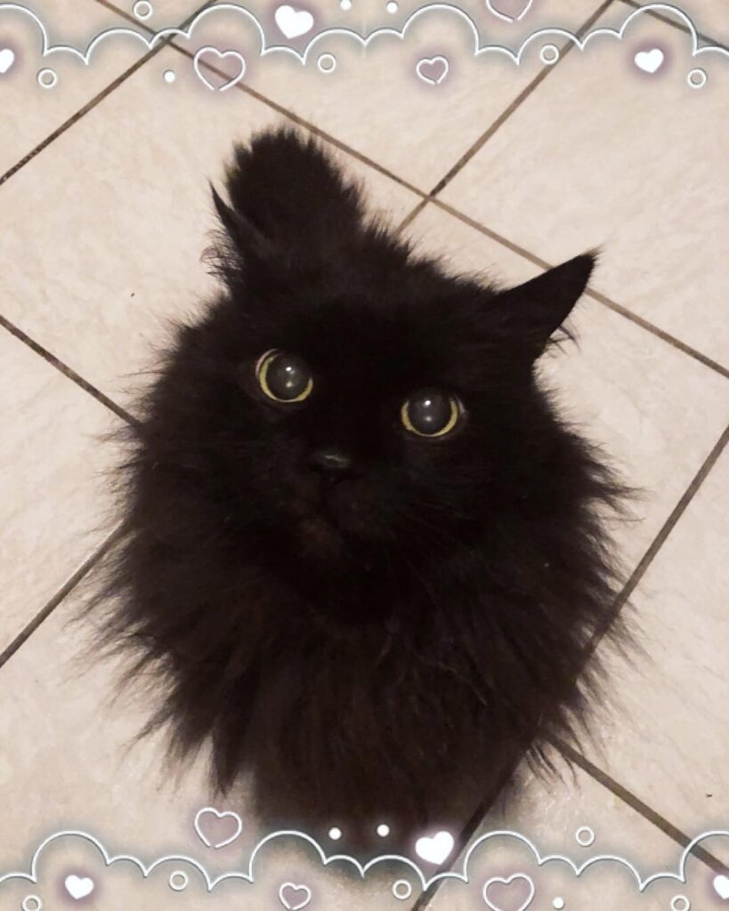 I‘m at Home and my kitten is happy about it~