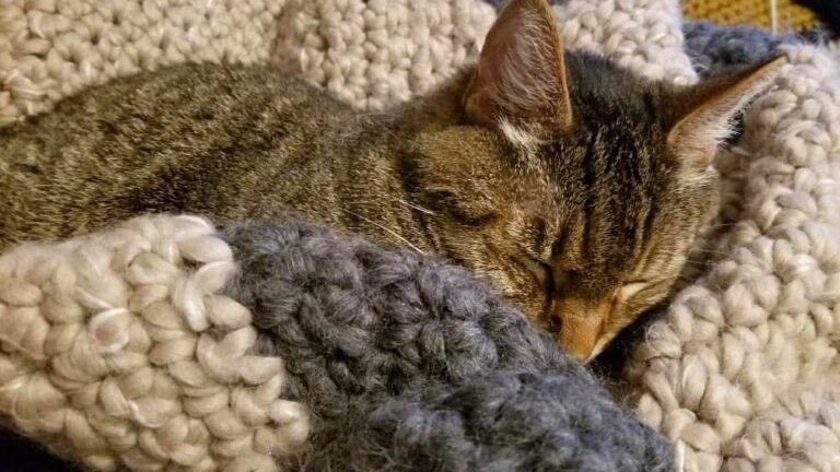 Jamie is snug as a bug. This senior boy is so ready for his forever
