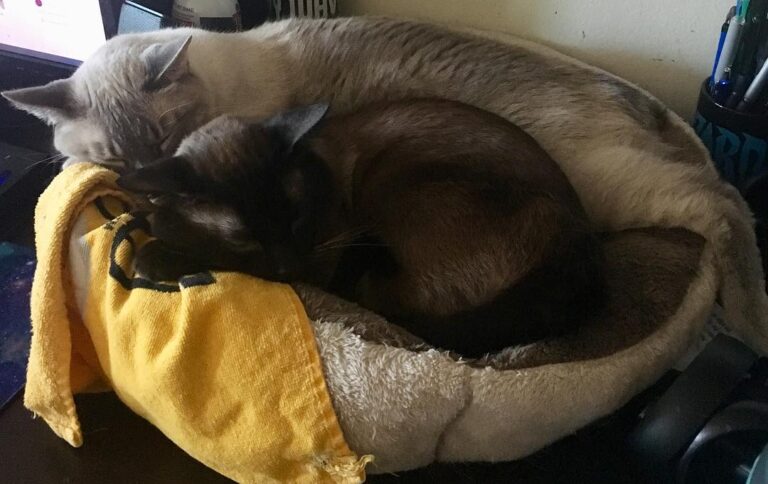 Jax looks like a kitten next to big brother Dexter!