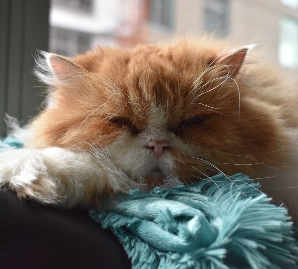 Just another lazy