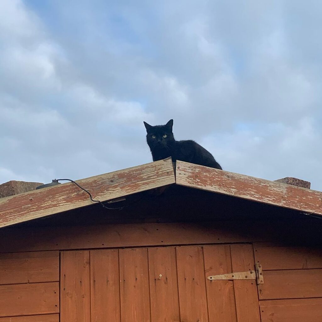 King of the Castle