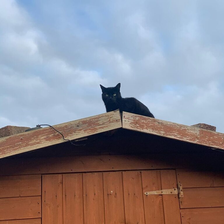 King of the Castle