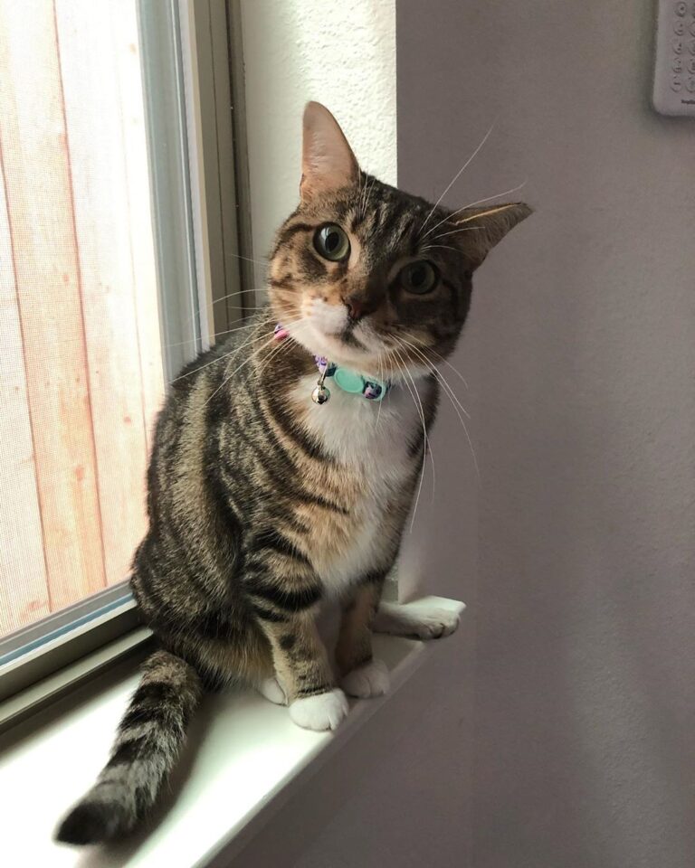 Kitty in a window.