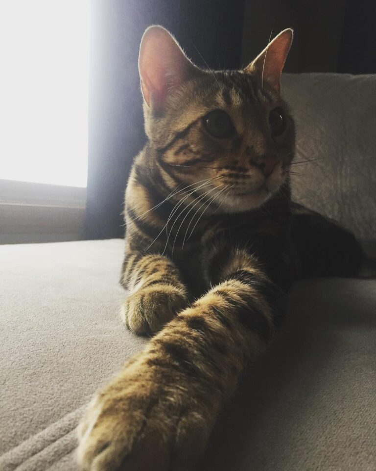 Last few days as a “kitten” …. time to be a big boy come Monday